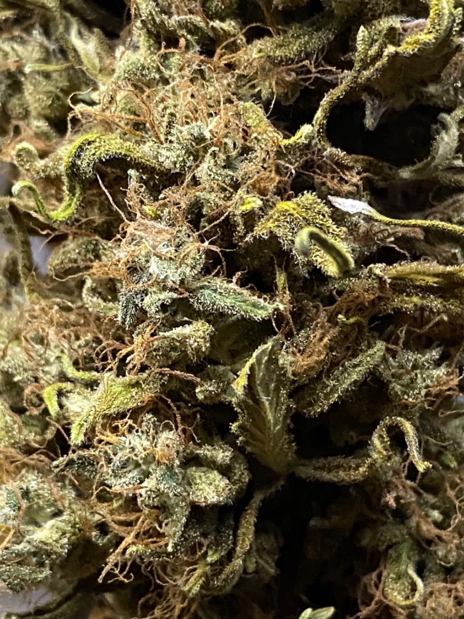 Auto - OG Kush, Auto - Jack Herer, Auto - Critical Mass - Indoor