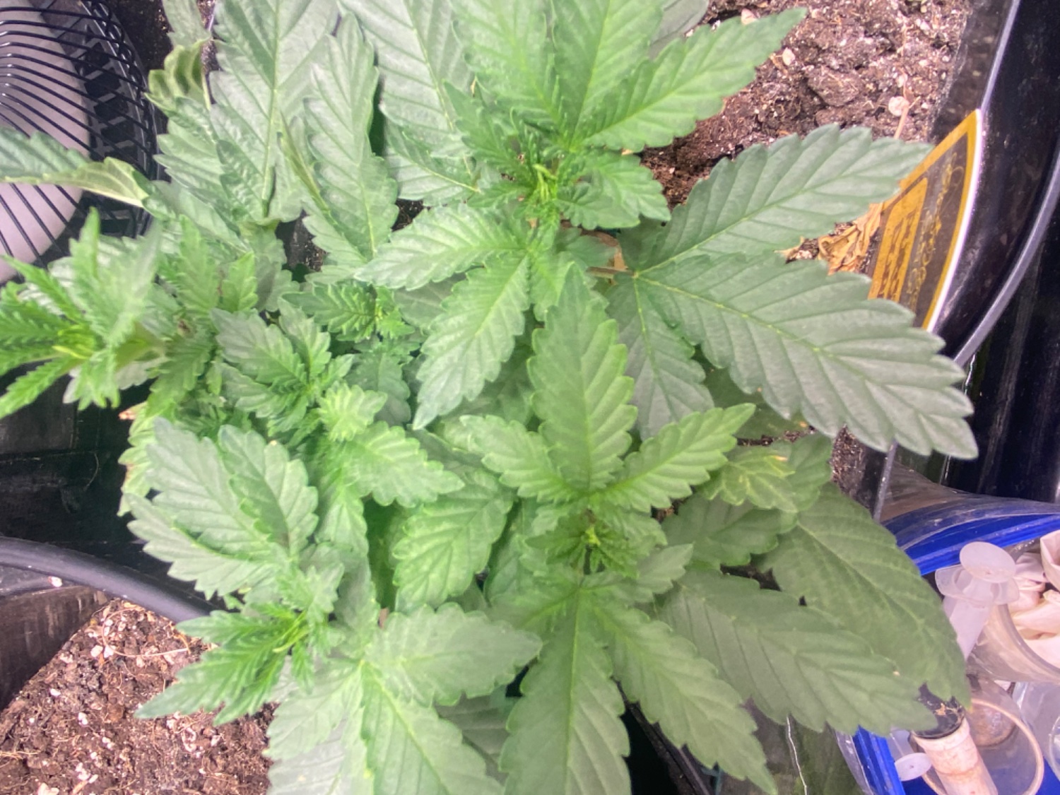 Lemon Orange, Pure Durban, Vanilla Frosting - Indoor