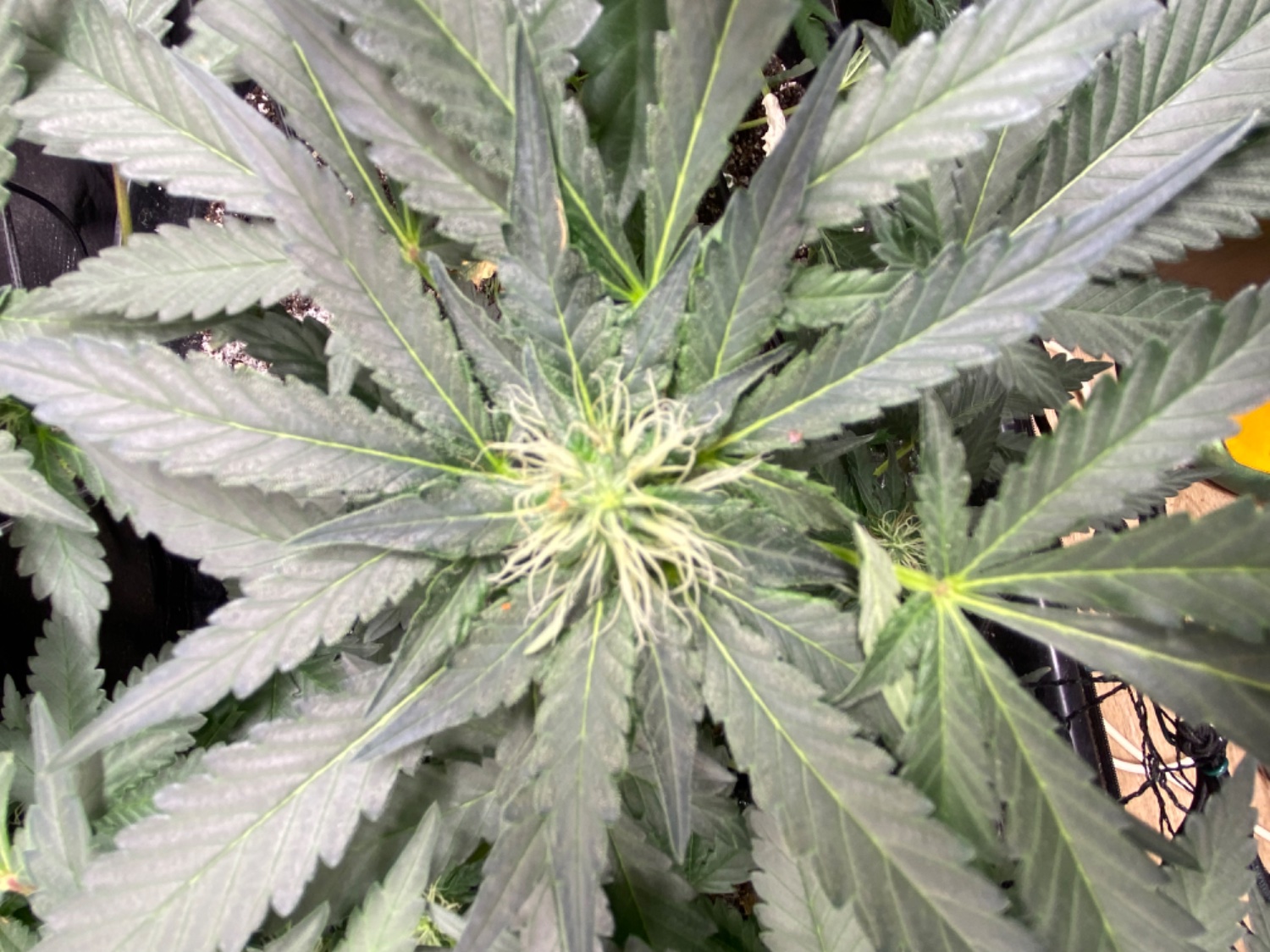 Lemon Orange, Pure Durban, Vanilla Frosting - Indoor