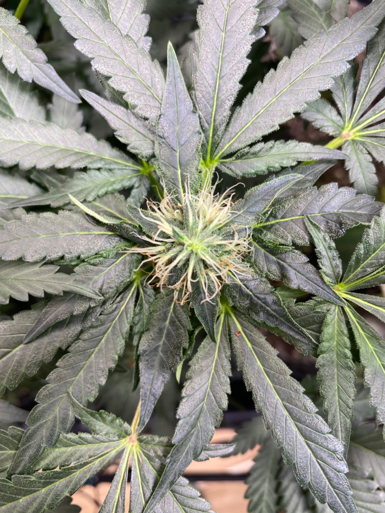 Lemon Orange, Pure Durban, Vanilla Frosting - Indoor