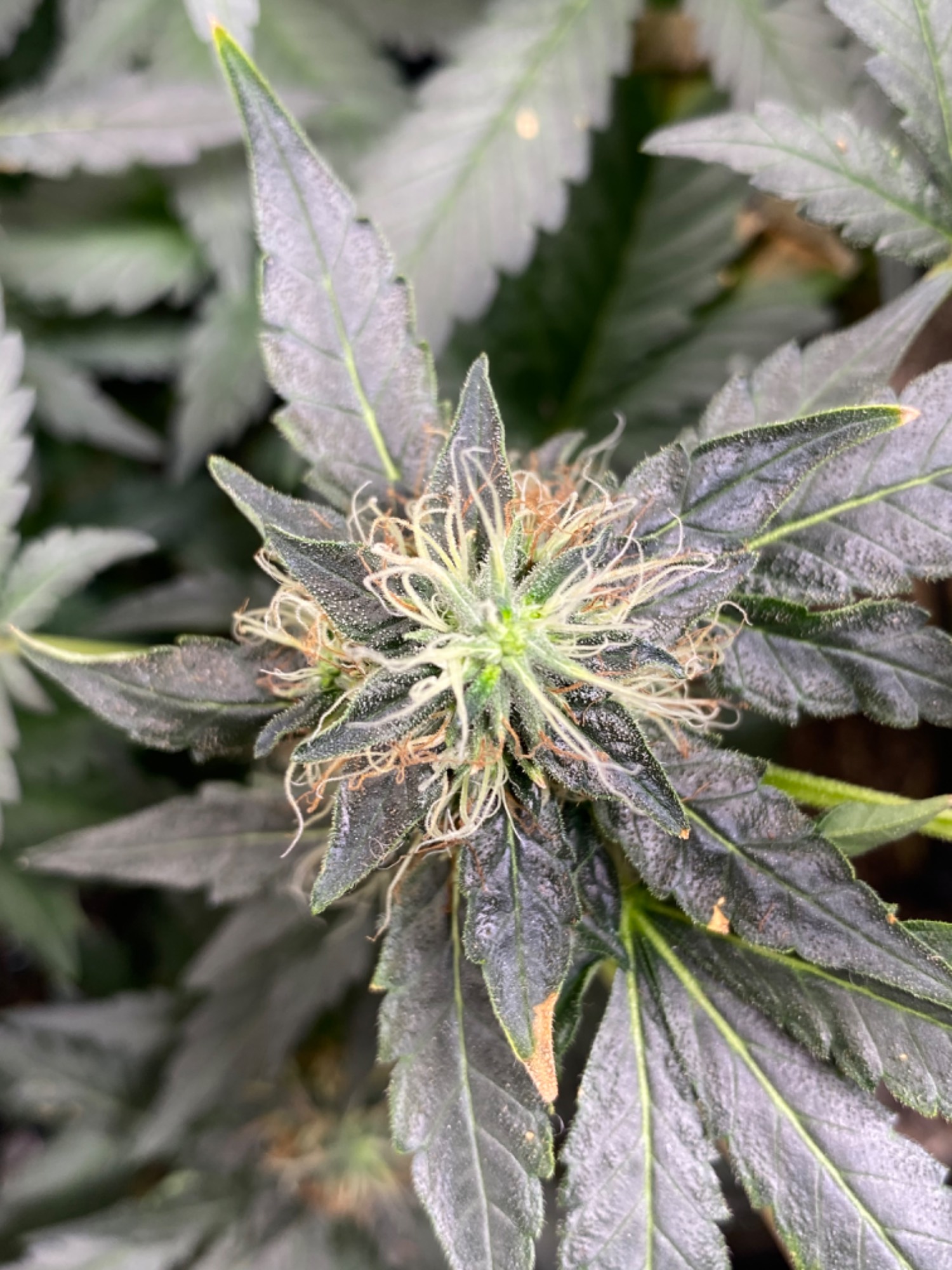 Lemon Orange, Pure Durban, Vanilla Frosting - Indoor