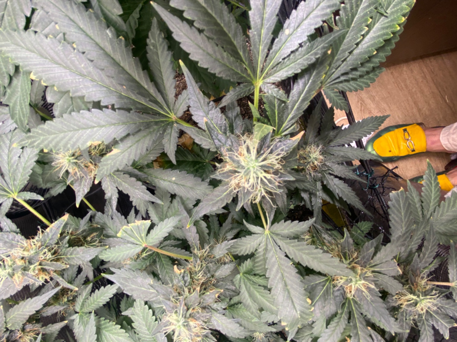 Lemon Orange, Pure Durban, Vanilla Frosting - Indoor