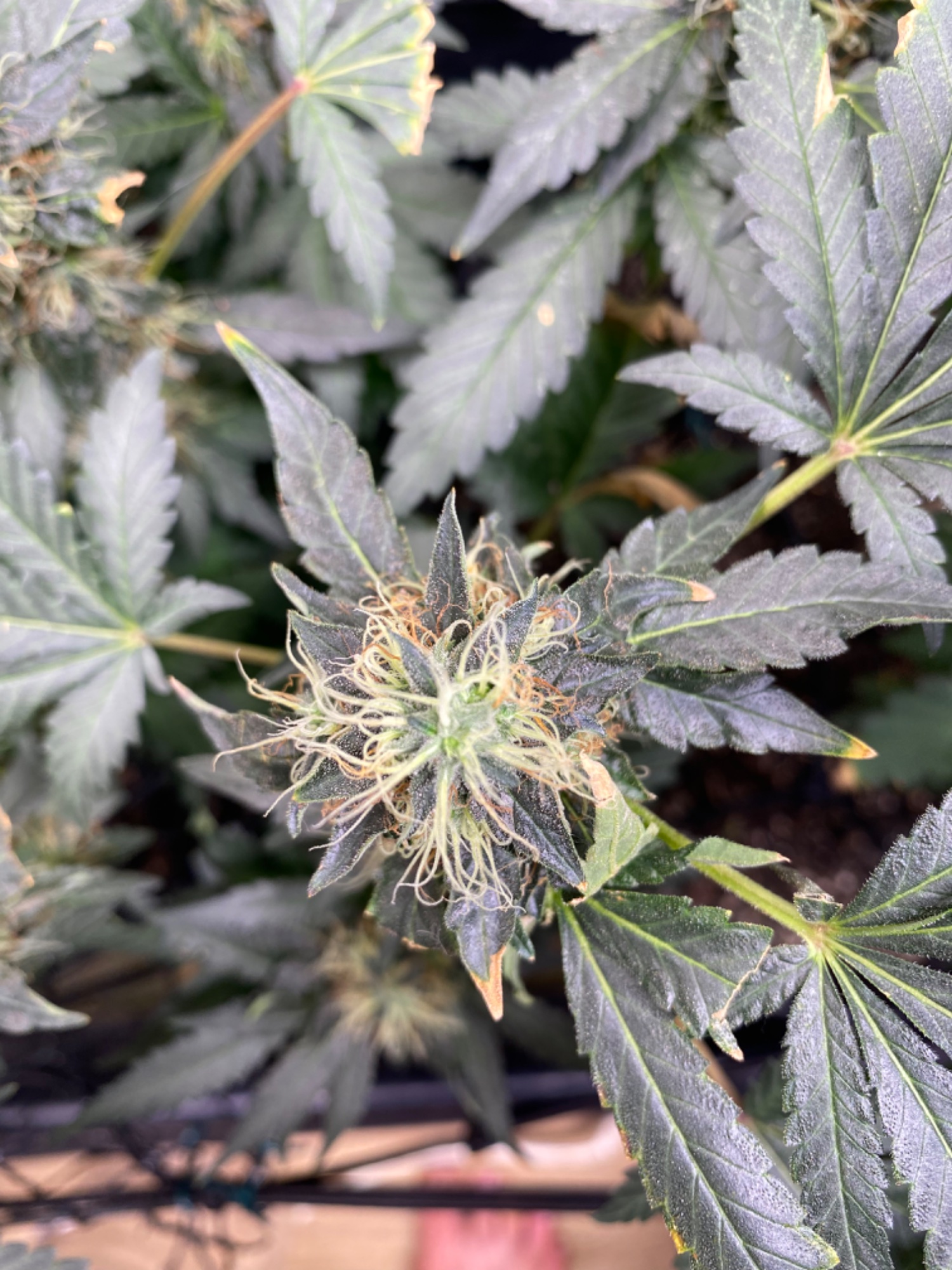 Lemon Orange, Pure Durban, Vanilla Frosting - Indoor