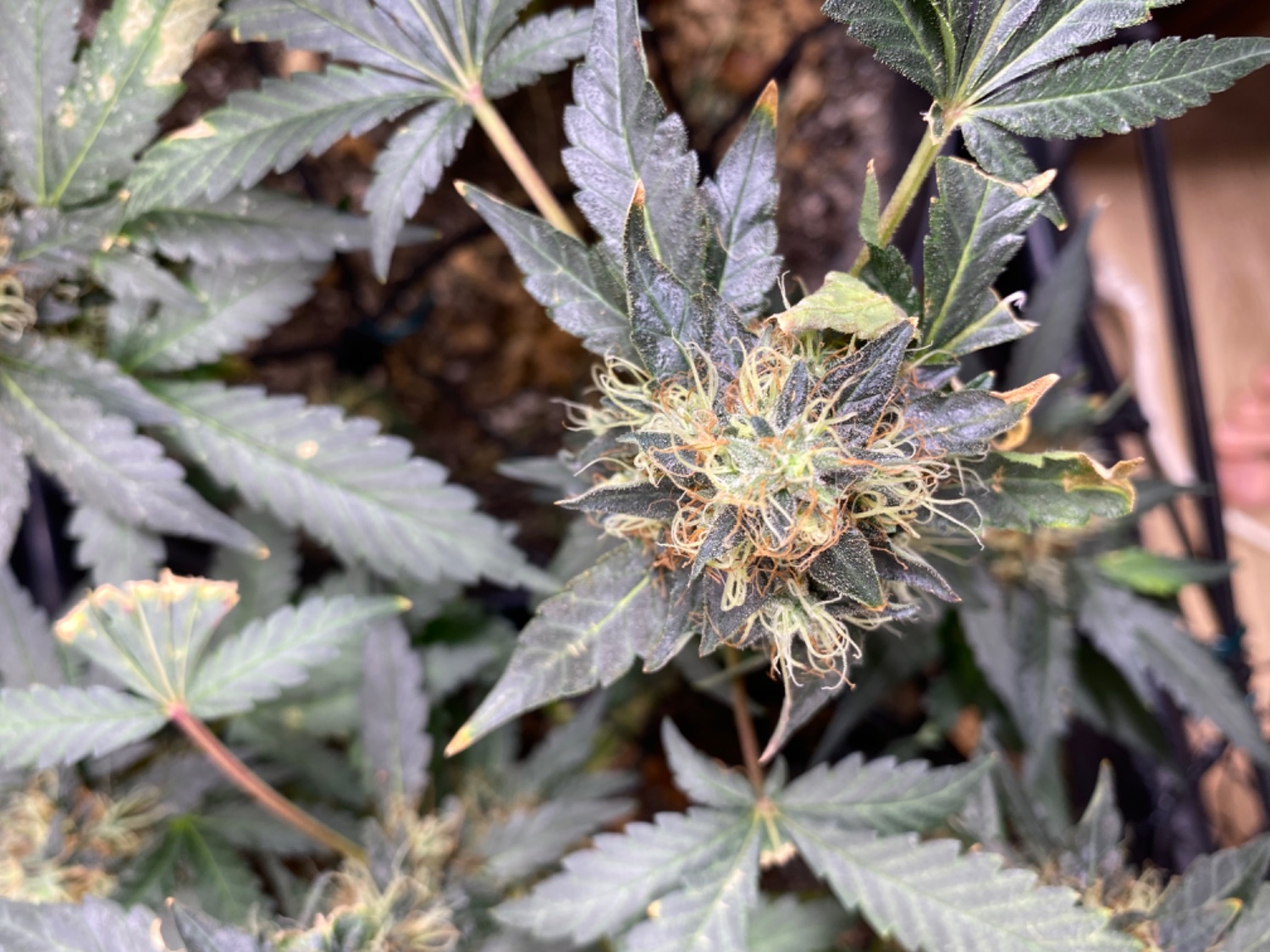 Lemon Orange, Pure Durban, Vanilla Frosting - Indoor
