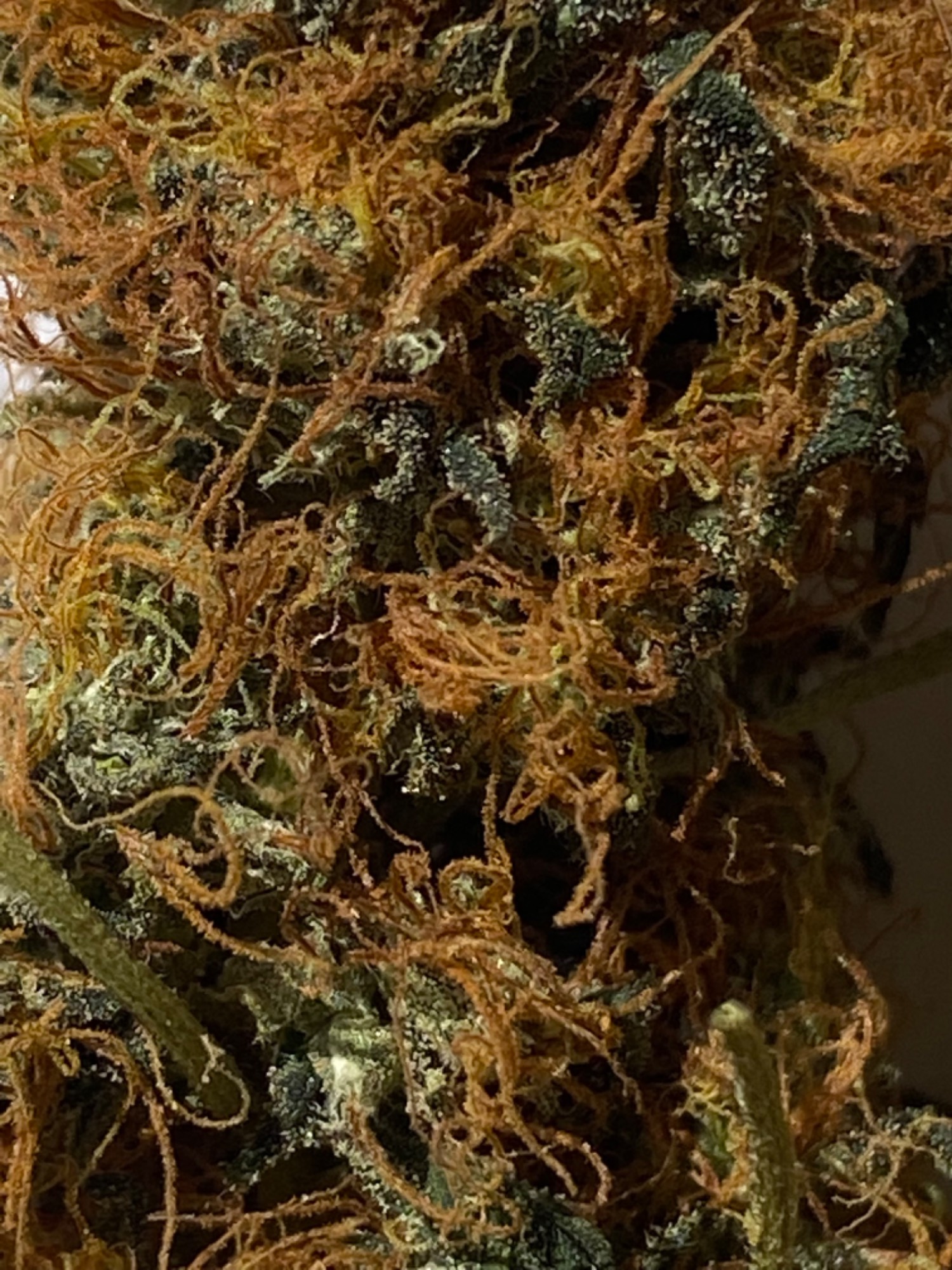 Lemon Orange, Pure Durban, Vanilla Frosting - Indoor
