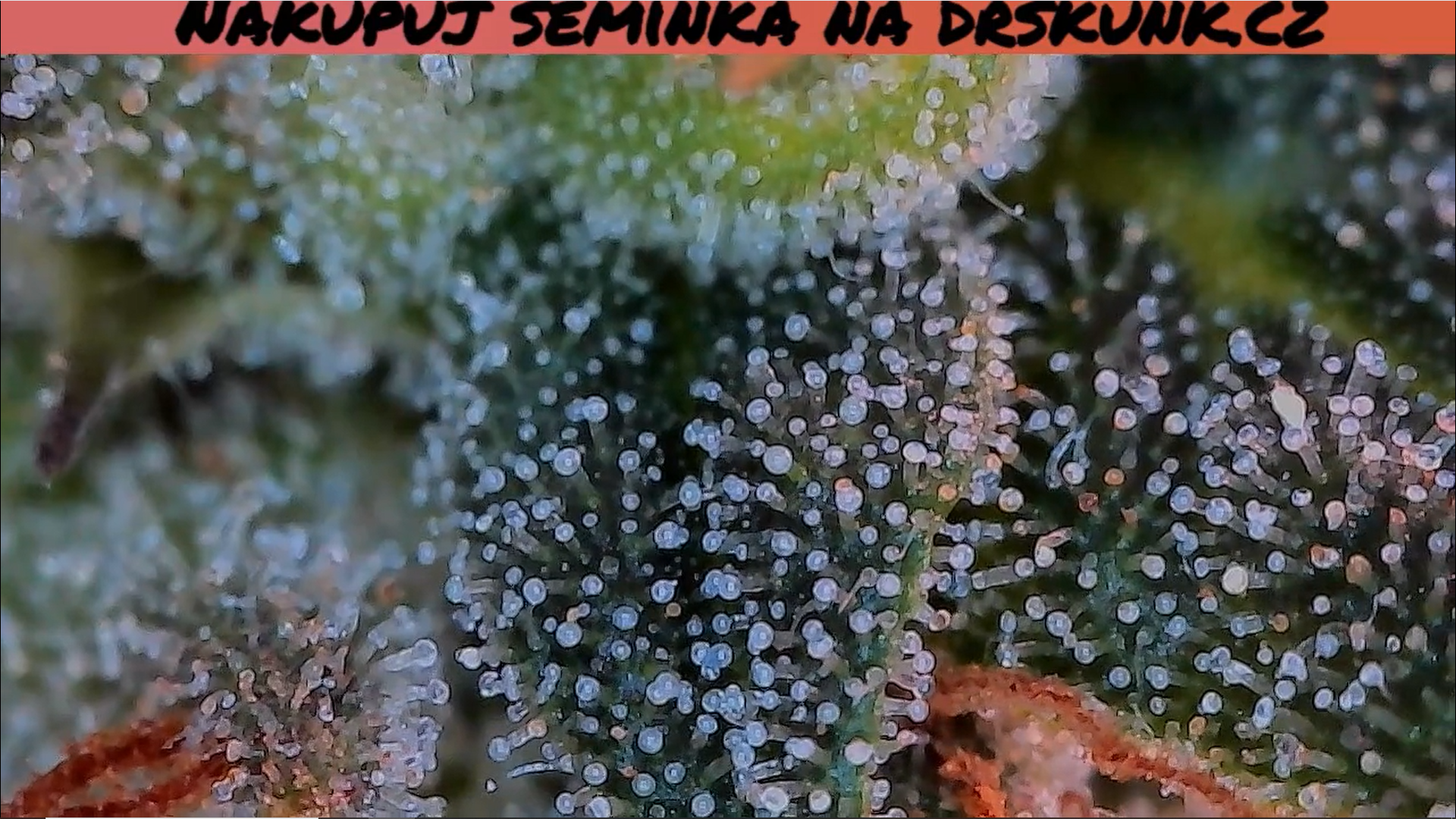 Pěstírna 3. Jak jsem začal pěstovat